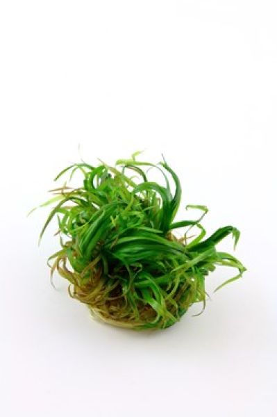 Cryptocoryne wendtii 'Green'/ Grüner Wasserkelch 1-2-Grow!